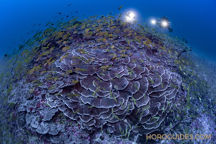 BLANCPAIN - FIFTY FATHOMS - 5015-12B40-O52A - Blancpain「心繫海洋計畫」,支持紀錄片《神秘的拉佩魯茲山》探索海底山脈