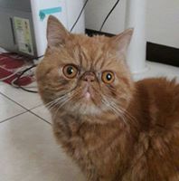 鄧成偉