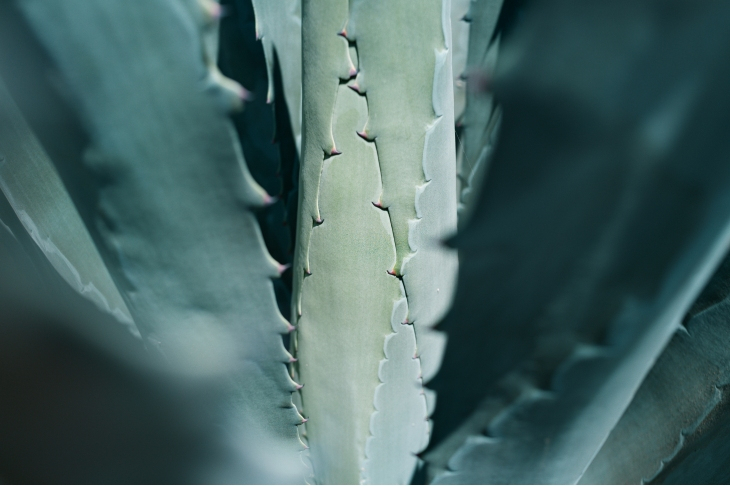 PARMIGIANI FLEURIER - TONDA - PFC914-1020023-100182 - 以自然色譜，描繪時間詩意｜PARMIGIANI FLEURIER Tonda PF Micro-Rotor龍舌蘭藍面新款