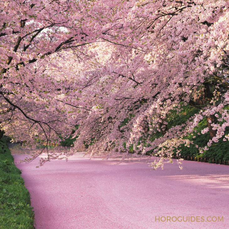GRAND SEIKO - Heritage - SBGA413 - 春櫻恣意爛漫｜Grand Seiko Heritage系列四季-春分 SBGA413