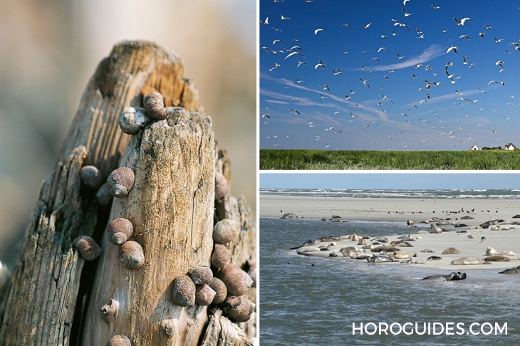 ORIS - AQUIS - 01 761 7765 4185-Set - 好感色出列!盤點Oris 2021年焦點新作